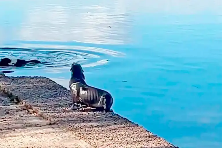 Apareció un lobito de mar en la Costanera de Gualeguaychú - imagen de origen