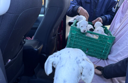 Maltrato animal en Concordia: Allanan una vivienda y rescatan a 20 perros - 7PAGINAS - imagen de origen