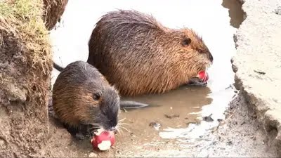Polemica. Autorizan cazar 100.000 nutrias en Entre Ríos y el gobierno desmiente que haya riesgo de extinción - imagen de origen