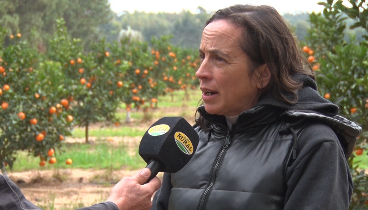 Citricultores advierten que "se ha profundizado la crisis" y podrían tirar miles de kilos de frutas - Dos Florines - imagen de origen