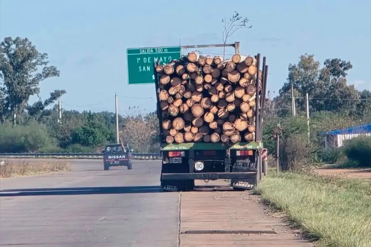 Dolor en San José: el niño atropellado en la Autovía habría escapado siguiendo a un perro - imagen de origen