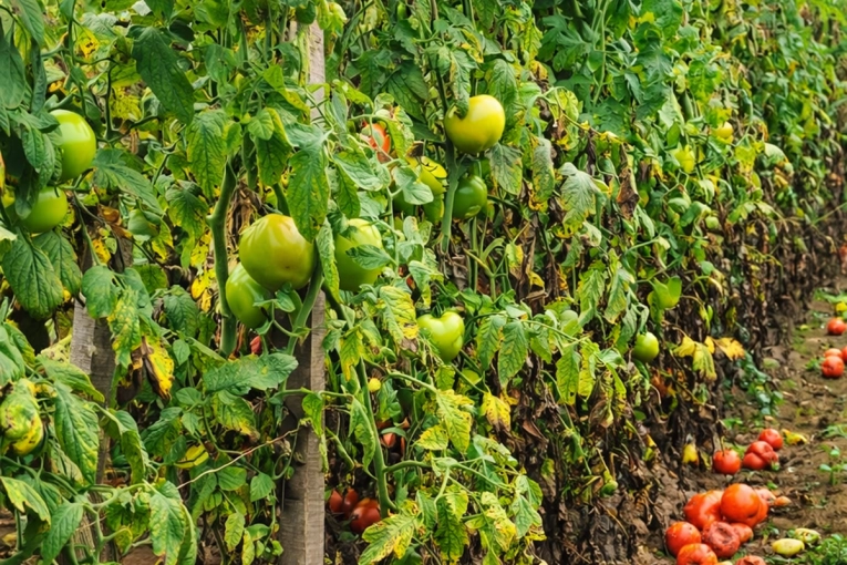 Lluvias y enfermedades agravan la situación del tomate en el Noroeste Argentino - imagen de origen