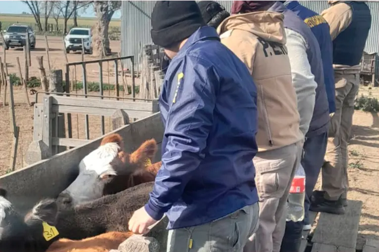 Estafaron a productor entrerriano en más de $150 millones: la policía recuperó los animales - imagen de origen