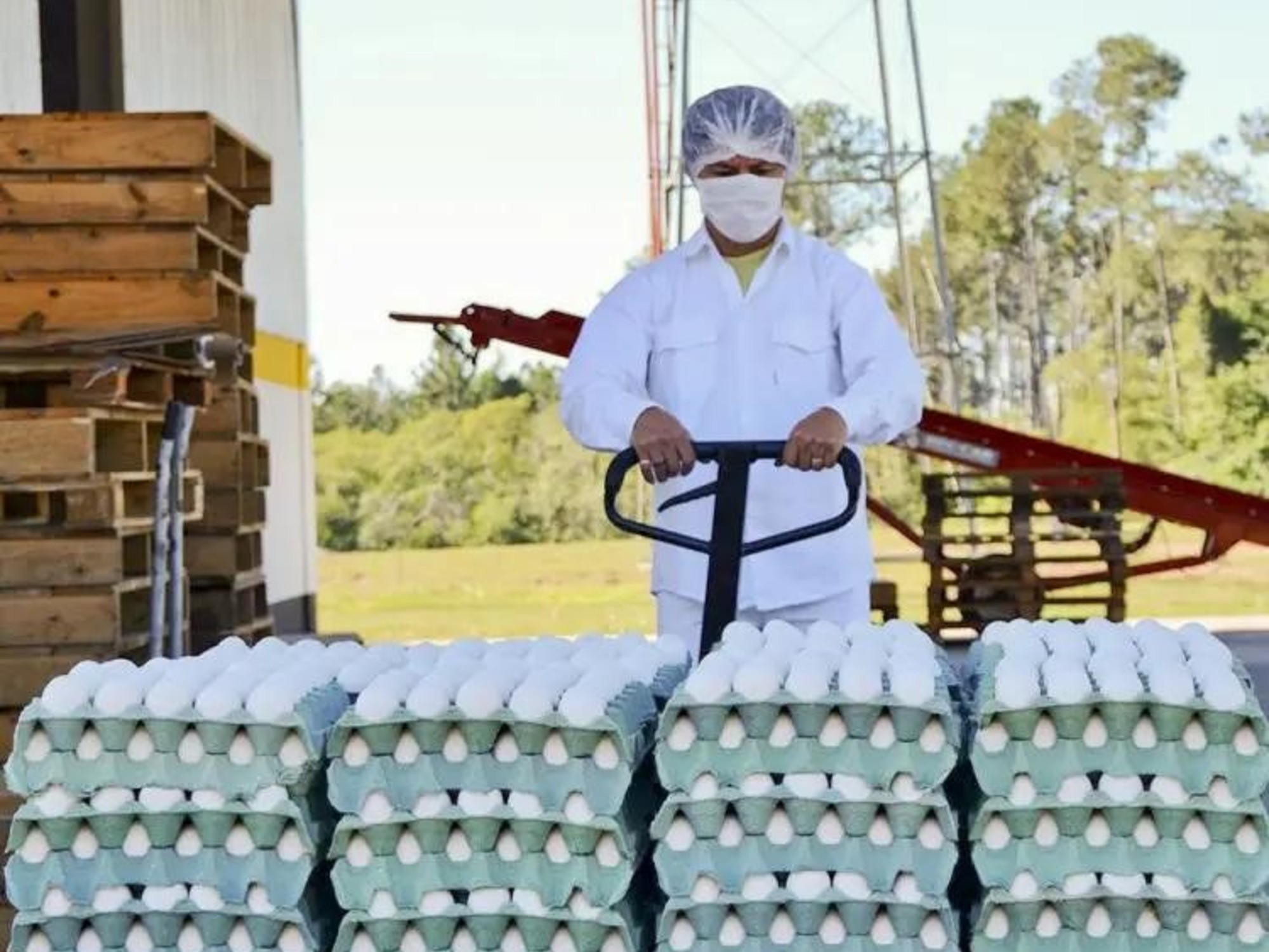 La Argentina completó en tan sólo 15 días la cuota de exportación de huevos sin arancel que otorgó la Unión Europea al Mercosur - Informe Digital - imagen de origen