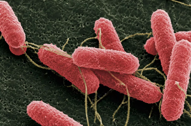 Desarrollan una molécula capaz de disminuir escherichia coli en bovinos - imagen de origen