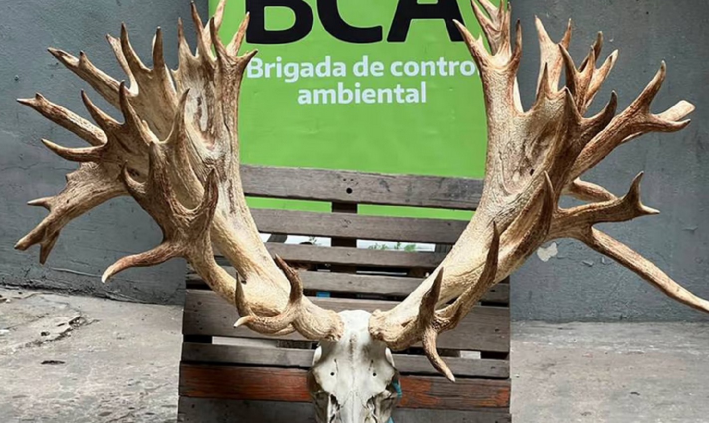 Pagó US$40.000 y cazó un ciervo colorado en un coto ilegal en Entre Ríos - imagen de origen