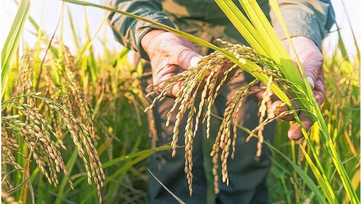 Advierten que la siembra de arroz podría caer al nivel más bajo de los últimos 26 años - imagen de origen
