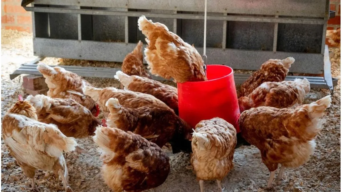 Influenza aviar: claves sanitarias para la crianza de aves de traspatio - imagen de origen