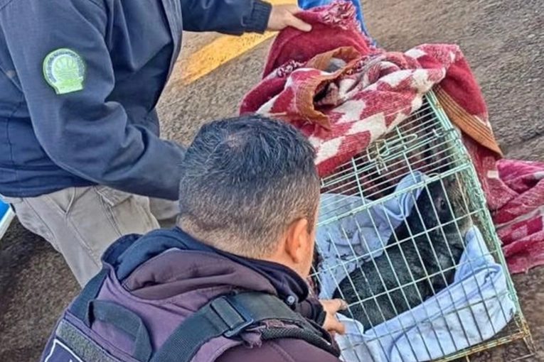 Pudieron rescatar "de manera segura" al lobo marino que apareció en el río Uruguay - imagen de origen