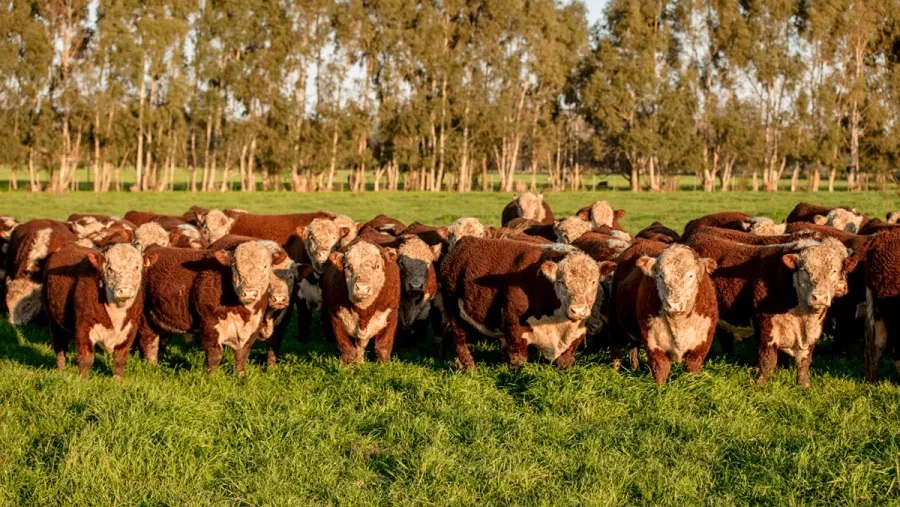 Denunciaron la desaparición de más de 500 animales y apuntan a un veterinario de Colón | Análisis - imagen de origen