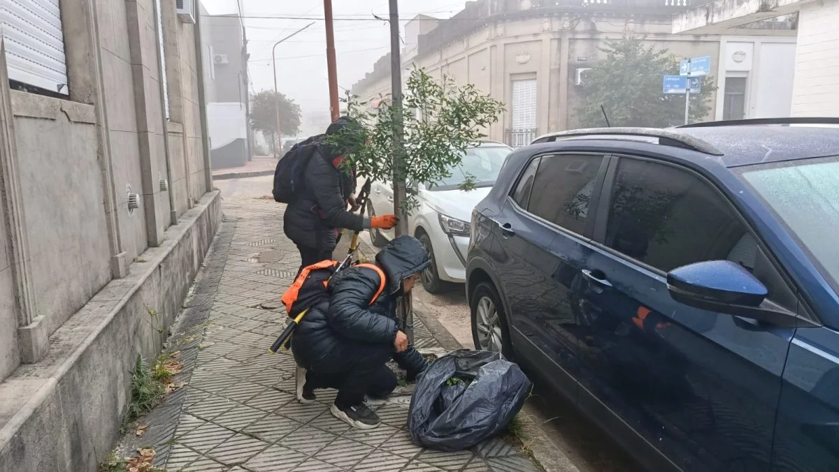 Mantenimiento y poda en el Programa Municipal de Arbolado - imagen de origen