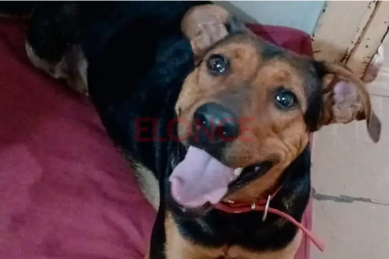 Organizan una fiesta solidaria para costear la castración de una perrita rescatada - imagen de origen