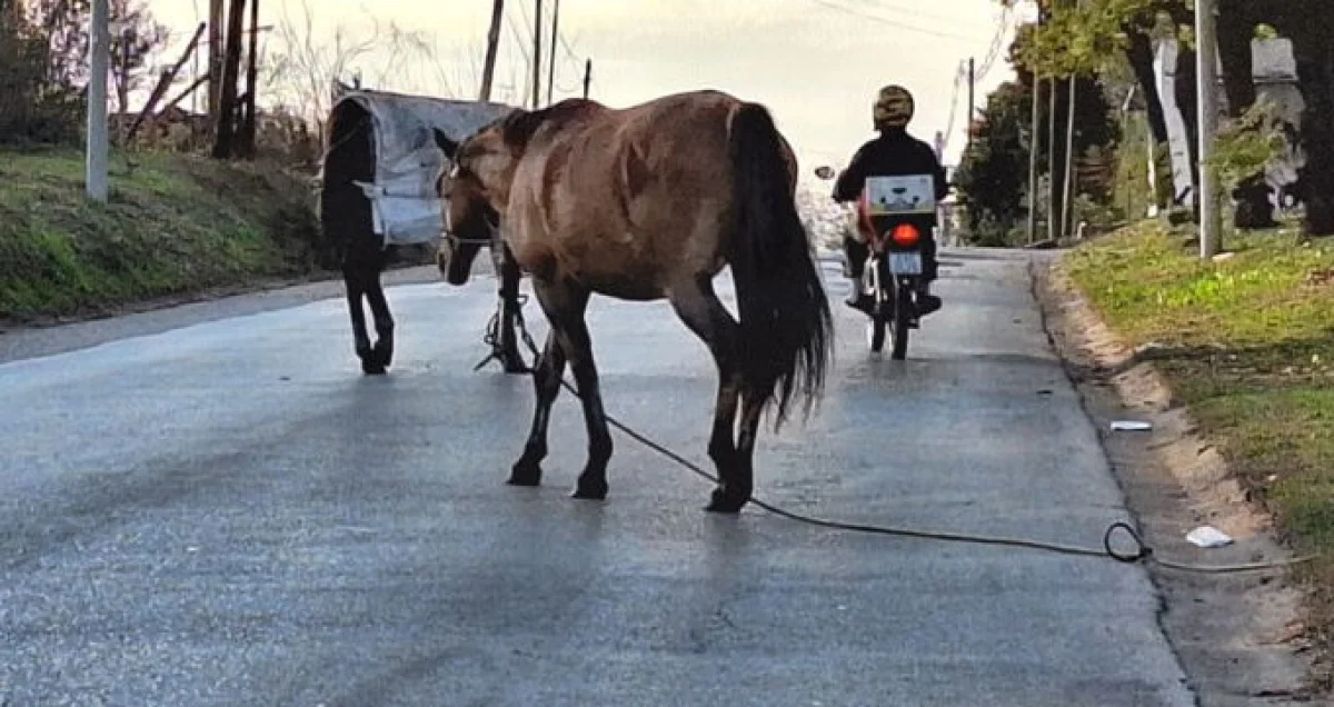 Alertan por caballos sueltos en el acceso a La Tablada: una camioneta casi protagoniza un accidente - imagen de origen
