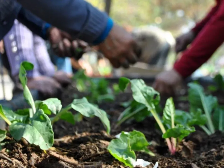 Capacitación en huertas y alimentación saludable para personas mayores - imagen de origen