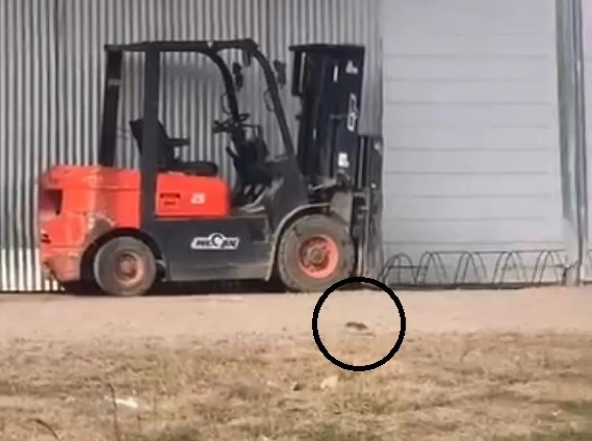 Video de roedores en un mayorista de Concepción del Uruguay genera preocupación entre vecinos - imagen de origen