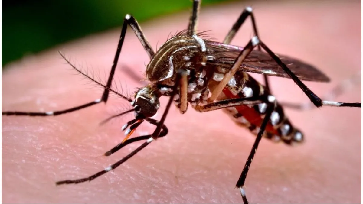 Chikungunya: notificaron 258 nuevos casos - imagen de origen