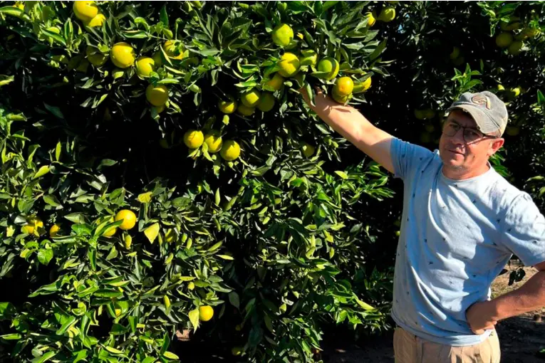 Citricultores entrerrianos en rojo: vender una naranja cuesta más de lo que pagan - imagen de origen
