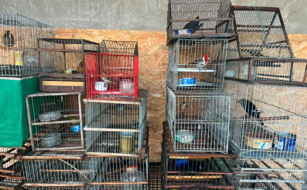 Rescataron 17 aves autóctonas que eran mantenidas en cautiverio ilegal en Concepción del Uruguay - imagen de origen