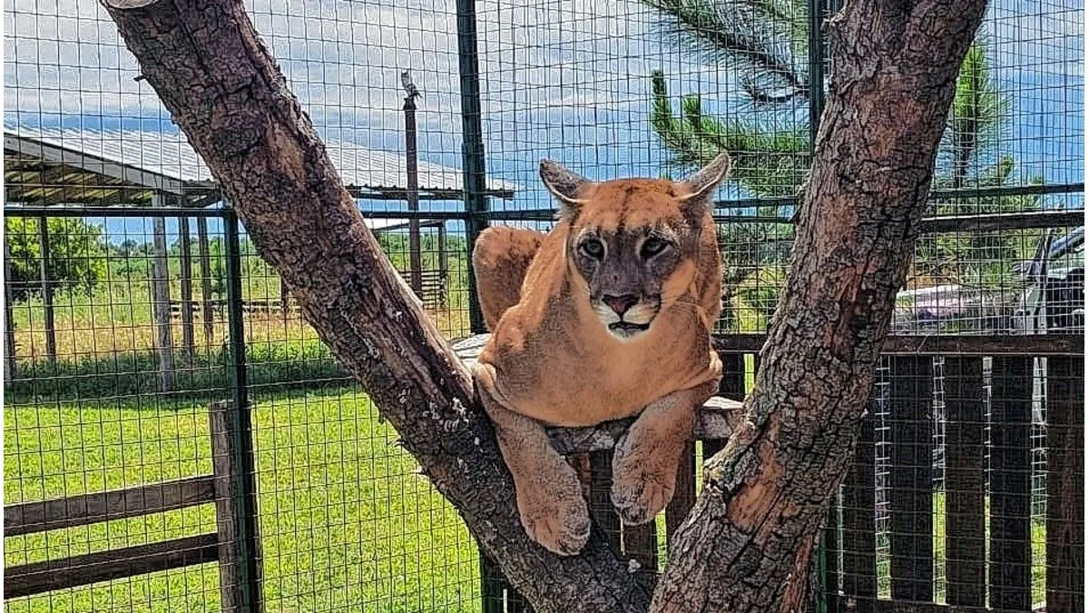 Parque Pericos: el desafío de rescatar la fauna y educar - imagen de origen