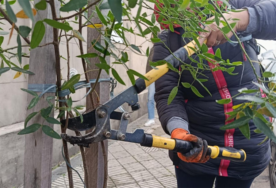 Mantenimiento y poda en el Programa Municipal de Arbolado - imagen de origen