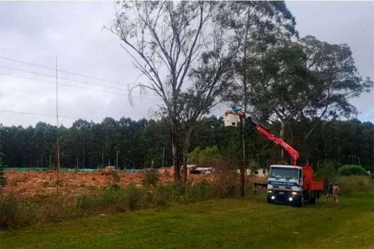 Talaron un árbol y dejaron sin luz a dos localidades entrerrianas: cayó sobre una línea de tensión - imagen de origen