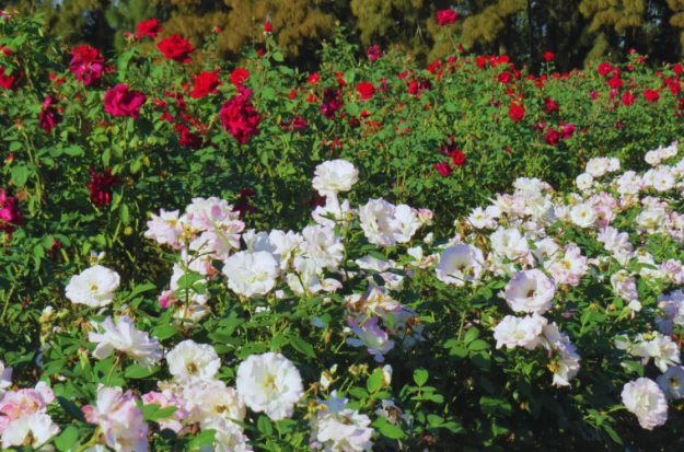 En San Pedro producen rosas de calidad y con certificación sanitaria - imagen de origen
