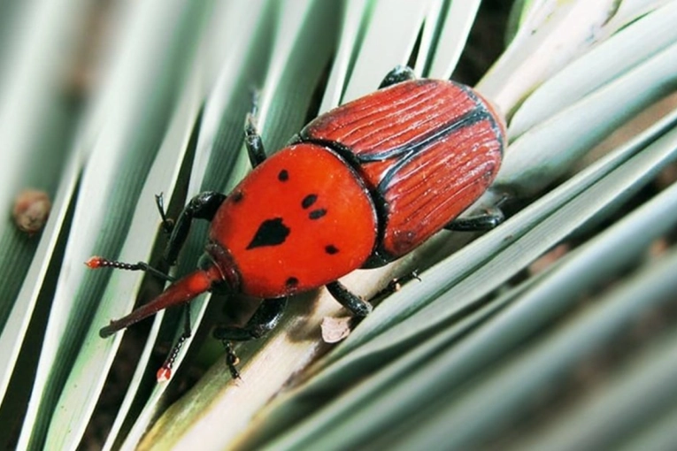 El Senasa endureció los protocolos contra el picudo rojo para evitar que la plaga se disperse - imagen de origen