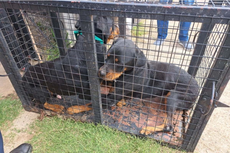 Condenaron a una mujer por maltrato animal y rescataron a tres perros en Concordia - imagen de origen