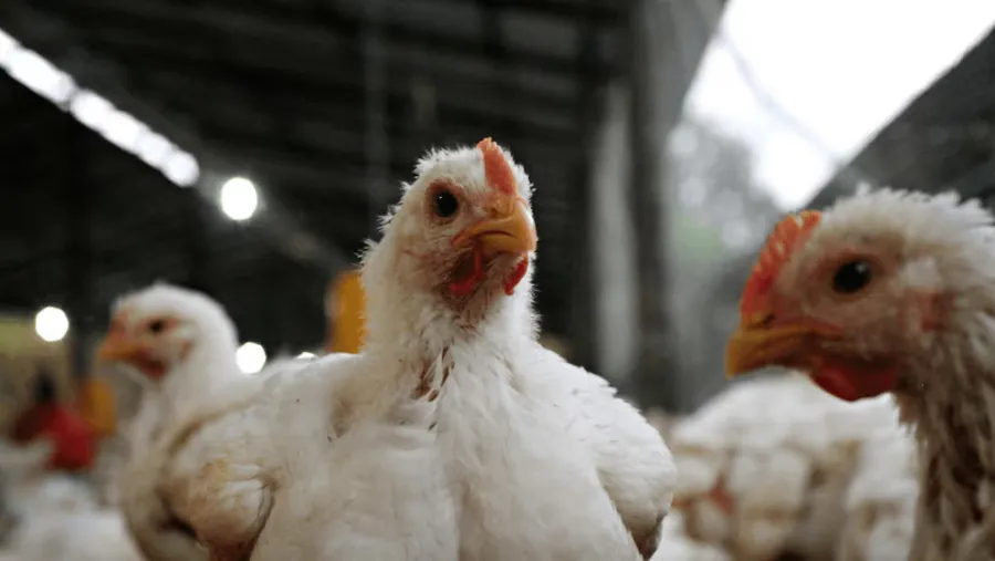 Gripe aviar: la Argentina vuelve a exportar carne de pollo a Chile y Perú tras superar los controles sanitario | Análisis - imagen de origen