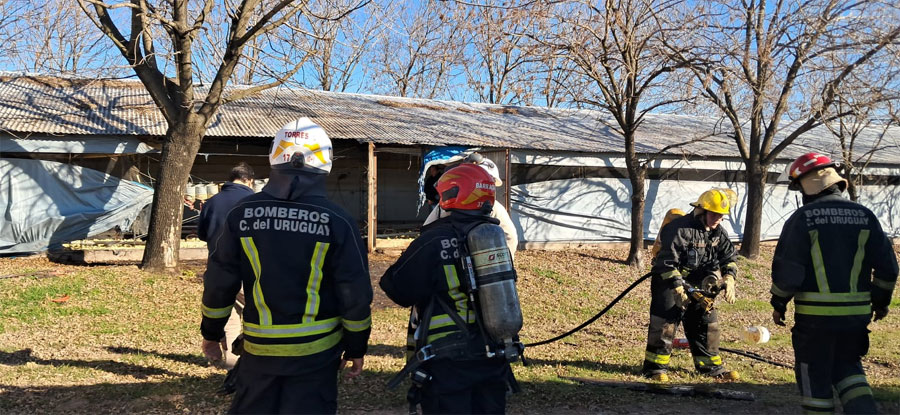 Susto en una granja de Tres Arroyos: Bomberos intervinieron por un principio de incendio en un galpón de pollitos bebé - imagen de origen