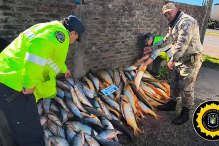 Decomisaron casi 200 piezas de pescado transportadas de manera ilegal - imagen de origen