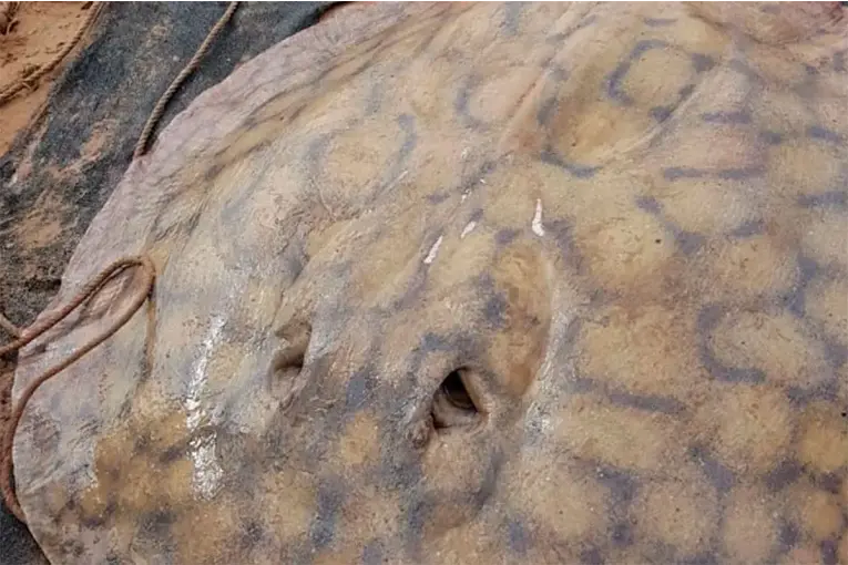 Raya gigante recorrió 170 kilómetros por el río Paraná: el viaje más largo jamás registrado para la especie - imagen de origen