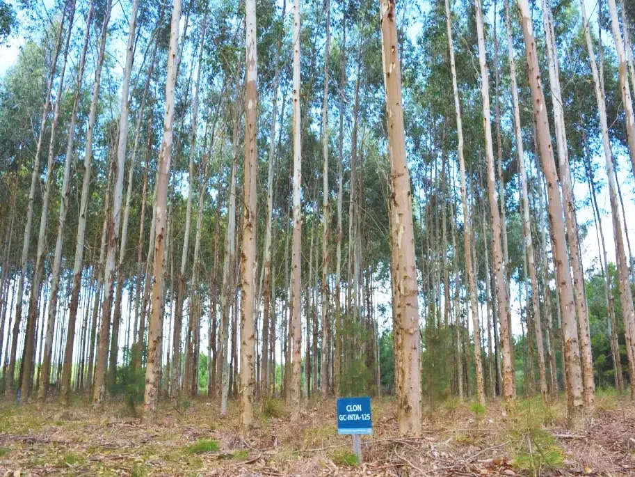 Desde el 24 de junio censarán la cadena forestal entrerriana - imagen de origen
