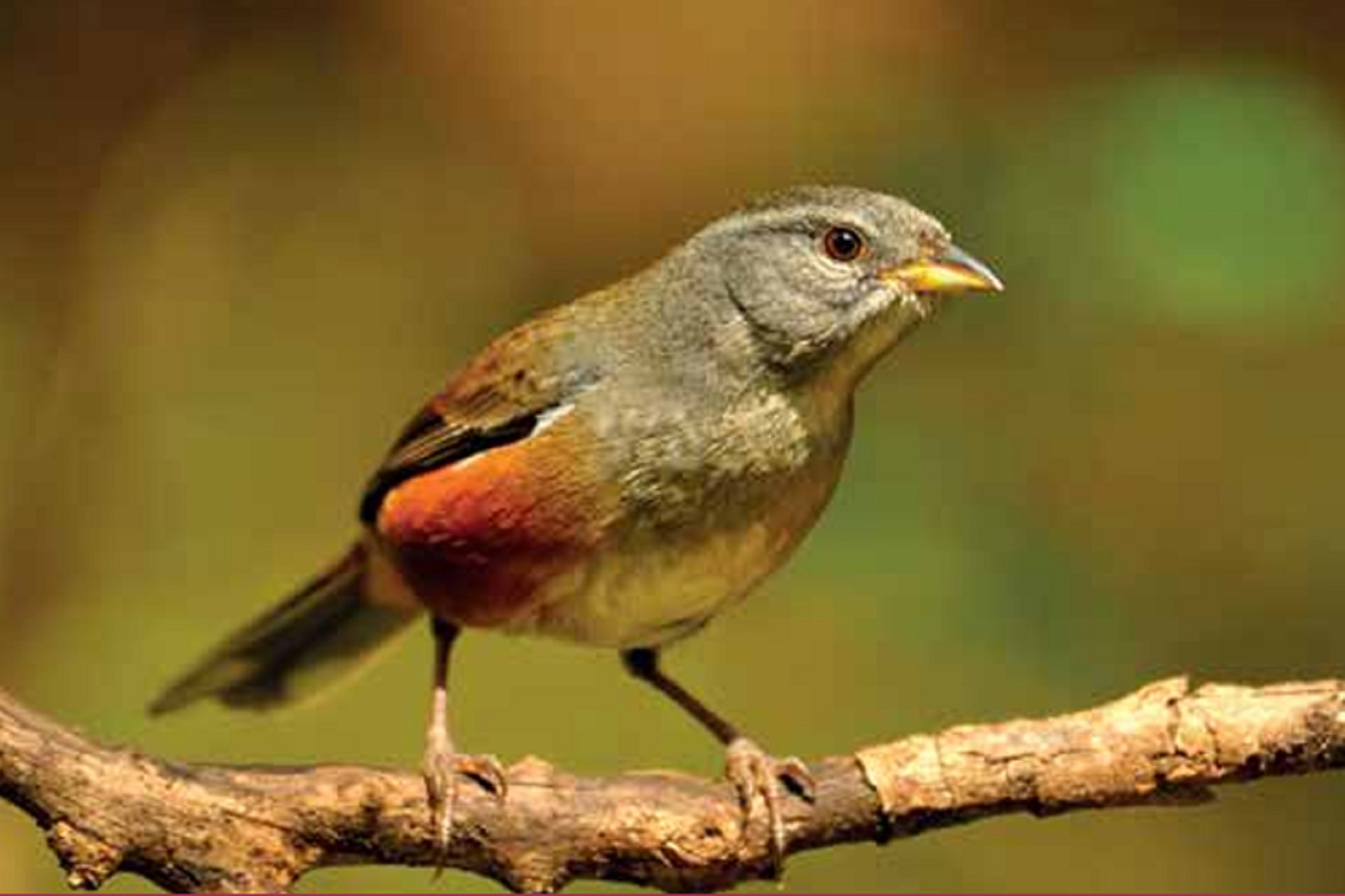 Presentaron en Diputados una obra sobre la biodiversidad de aves en Entre Ríos - imagen de origen