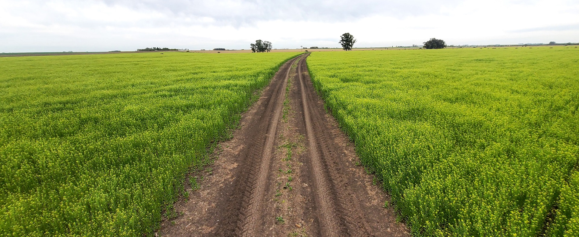La campaña de carinata, camelina y colza viene bien, sin sobresaltos - imagen de origen