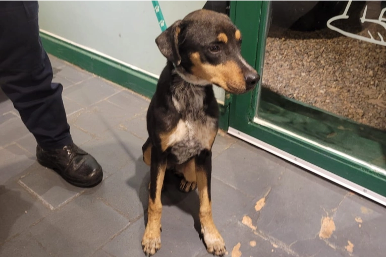 Rescataron a una perra desnutrida tras una denuncia por maltrato animal en la zona sur - imagen de origen