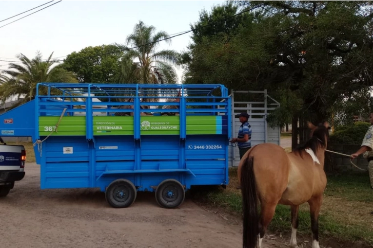 Se recuerda que está prohibida la tenencia de equinos en el ejido urbano - imagen de origen