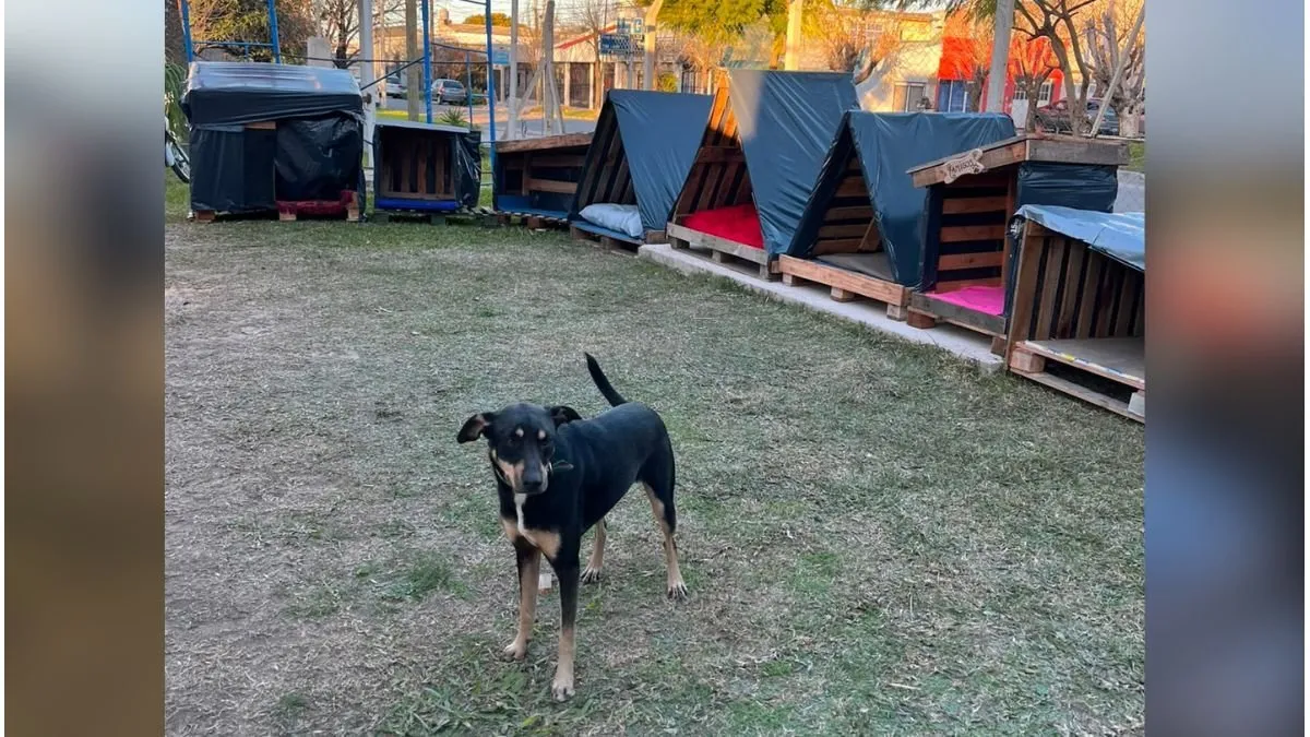 Más de 100 personas se sumaron para construir cuchas para perros callejeros - imagen de origen