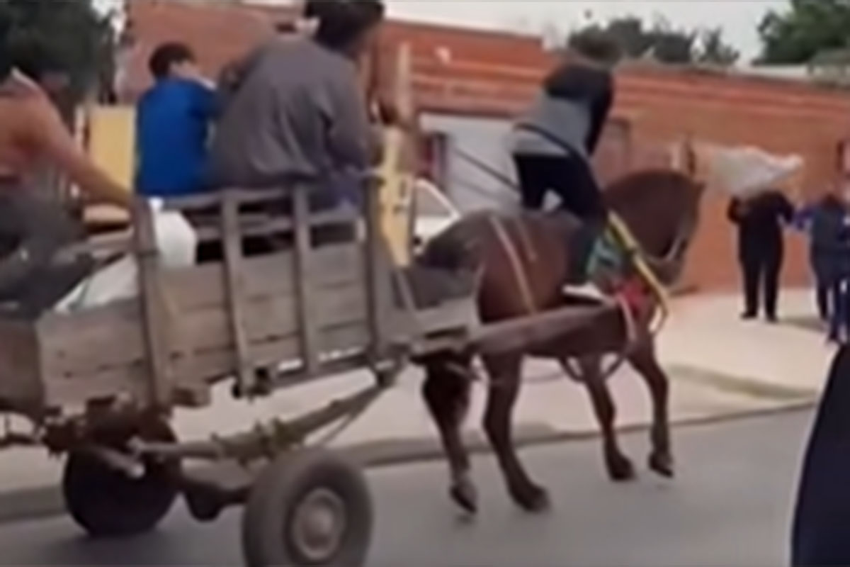 Tras un polémico festejo con un caballo, proteccionistas exigen mayor concientización - Plaza Web - imagen de origen