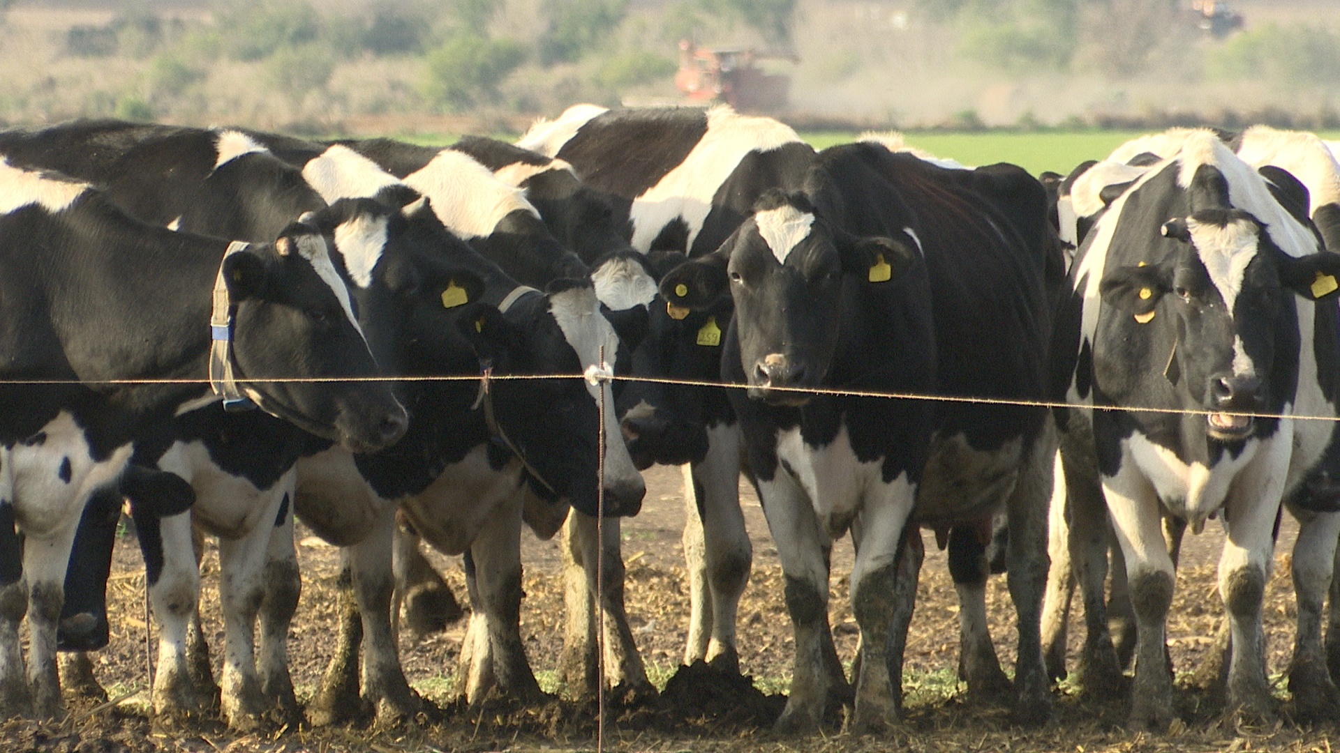 Vacunar contra aftosa en el período seco de las vacas lecheras es una propuesta de la Región Centro - imagen de origen