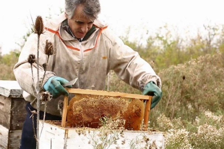Malestar en el Uruguay con apicultores argentinos por la exportación de miel sin aranceles - imagen de origen