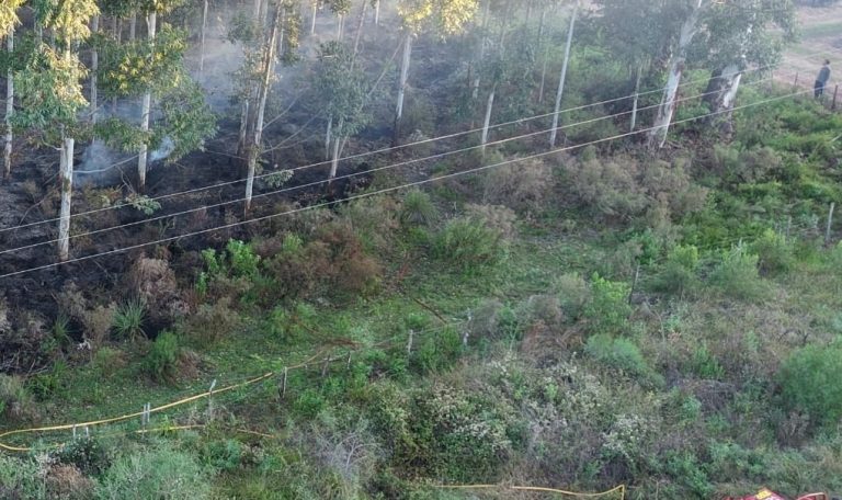 Incendio en un monte de Colonia Las Flores: actuaron bomberos de Mocoretá - imagen de origen