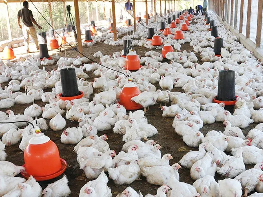 Desde el dinamismo rural, Entre Ríos se abre espacio en el mundo de los negocios agropecuarios - imagen de origen