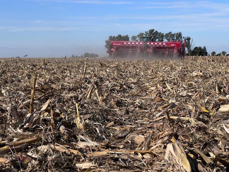 Definen a la presecia de chicharritas en campos del Litoral argentino como - imagen de origen