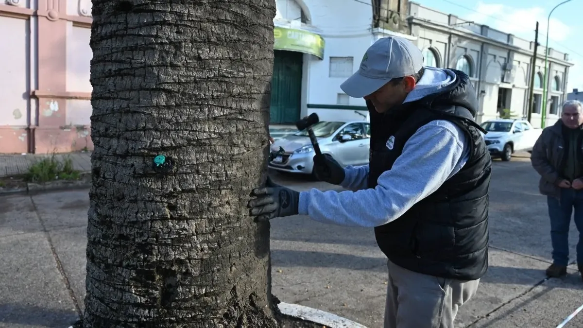 Las palmeras de Rocamora y Primera Junta reciben tratamiento preventivo contra el picudo rojo - imagen de origen