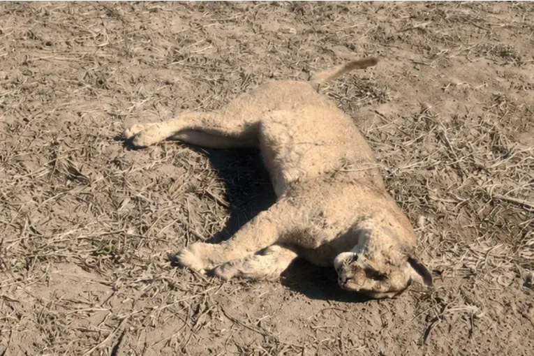 Encontraron un puma muerto en cercanías de una localidad del sur entrerriano - imagen de origen