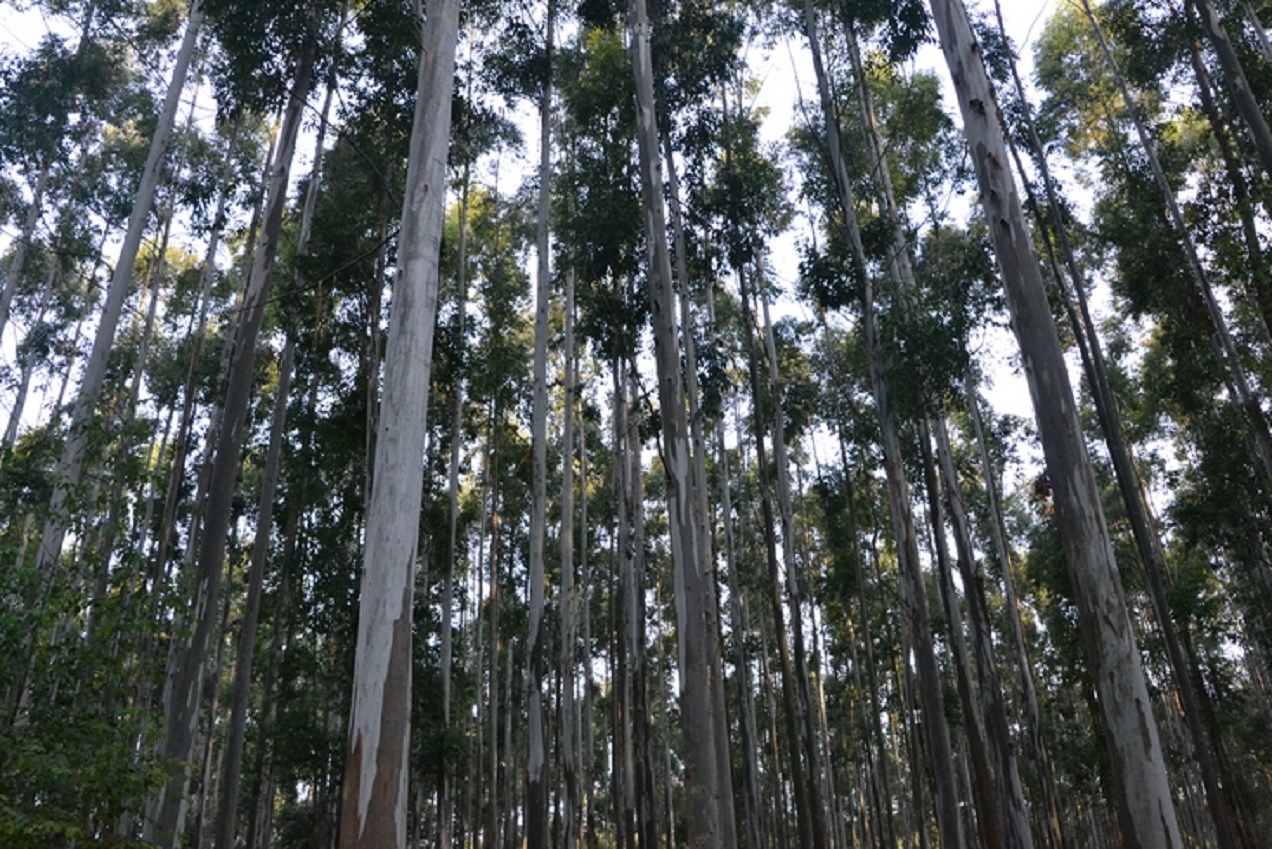Desde el 24 de junio censarán la cadena forestal entrerriana - imagen de origen