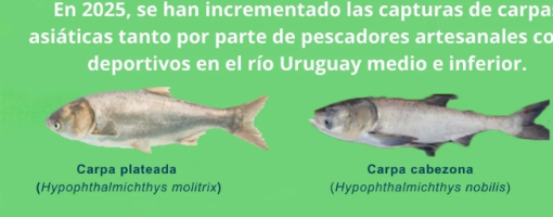 Alerta ambiental: detectan un incremento de carpas asiáticas en el río Uruguay y piden colaboración a los pescadores - 7PAGINAS - imagen de origen