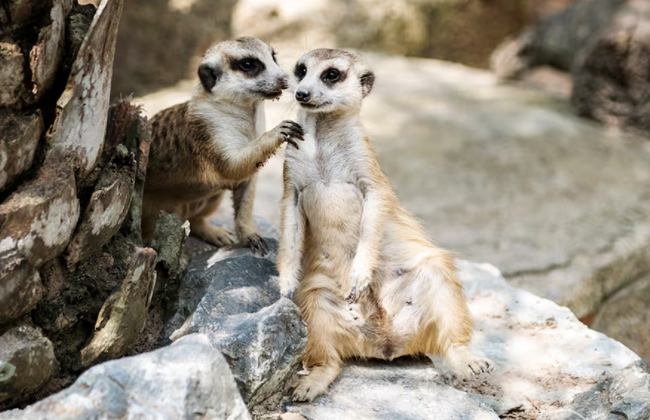 Sacrificados por “problemáticos”: drástica decisión de un zoológico con un grupo de suricatos - imagen de origen