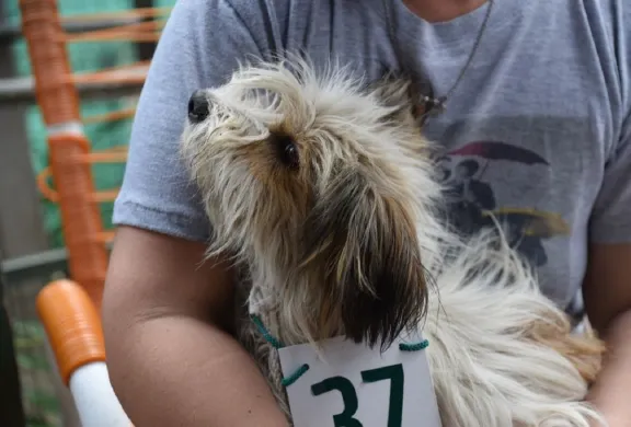 El programa de castraciones de mascotas llega esta semana a cinco barrios de la ciudad - imagen de origen